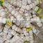 cheap chinese garlic