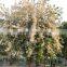 Chinese Beautiful Gardening Flower Tree Lysidice Rhodostegia Seeds For Growing