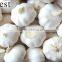 CHINA PURE WHITE FRESH GARLIC