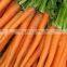 China Fresh Carrot