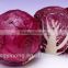 high yield and early maturity strong antivirus hybrid cabbage seeds