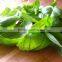 Basil oil wholesalers,Natural Basil Oil