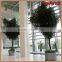Customized real wood ficus tree