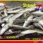 FROZEN MARUADSI (ROUND SCAD)