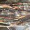 150-200g Illex Argentinus Squid Frozen Squid