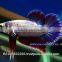 Betta Fish Farm For Sale and Aquarium Fish Exporter