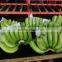 FRESH GREEN CAVENDISH BANANA