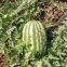 RF Tough rind oval shape hybrid f1 watermelon seeds