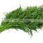 Chinese Frozen Dill Healthy Food Vegetable and Delicious Food