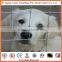 low price galvanized field fence /animal fence