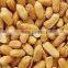 Roast Blanched Peanuts Splits