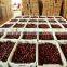 Xinjiang Hami jujube medicinal value round date