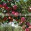 China good quality fresh apple (gala)