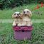 Alaska puppies resin figurine sensor Office decoration