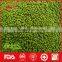 Round green mung bean from China