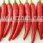 Hot Fresh Red chilli2015