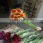 Fresh cut flower Gerbera