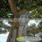 BTR011 GNW 5m high artificial ficus tree for plaza decoration