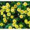 Chrysanthemum extract