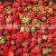 Sinocharm BRC-A Approved  IQF Strawberry  Frozen Strawberry