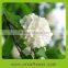 Wihte color preserved hydrangea flowers as decoration for wedding