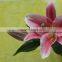 Good smell factory direct high quality flower lilies