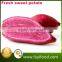 Chinese Purple Sweet Fresh Potato
