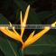 Hot sell 2016 Strelitzia reginae and other fresh cut foliage plants fillers from China