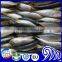 Long Bodied Round Scad Decapterus Lajang For Tuna Bait