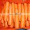 Fresh Carrot Size 80-150g