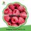 China Hot Sale Extra Quaity Whole Raspberry Frozen