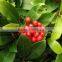 100% Pure Wintergreen Oil (Gaultheria)