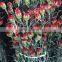 Fresh Cut Flowers Top Quality Red Carnation Fresh Carnation Best Price
