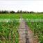black PE plastic hose for drip irrigation ( Anti-UV )