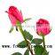 Natural fresh cut red rose high quality fresh cut flower big pink with 0.8_1.2kg/bundle from kunming for fresh cut flowers