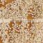 Bulk Supplier of Quinoa Seed