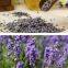 Improve sleep Lavender Flower Herbal Tea