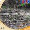 New conditions sugarcane peeling machine 6BCT-5 easy operated sugarcane peeling machine with low price