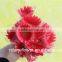 Best Price And Best Quality Long Stem Flowers Fresh Cut Gerbera Pink Gerbera With Fast Transportation