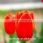 Chinese factory cheap wholesale red-lip fresh cut tulips flower for Tulip Festival