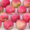 Chinese Fresh Qinguan apple in cold storage wholesale grade A fruit apples