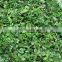 High Quality moringa dried leaves moringa oleifera leaf powder