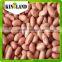 bulk peanut kernel