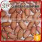 Importer buy raw peanut kernel