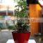 high quality colorful small mini decorative plastic flowers pot home and office decoration