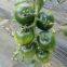Vegetablel Seed Red & Green Tomato Seed Greenhouse Tomato Seeds no 60