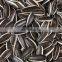 Factory Supply New Harvest Roasted Sunflower Seed With Market Price And high quality