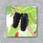 Organic Mulberry Juice Conentrate