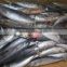 Frozen whole round 100-300g bonito tuna fish