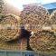 Coir carpet, coconut fiber carpet, coconut handicraft
